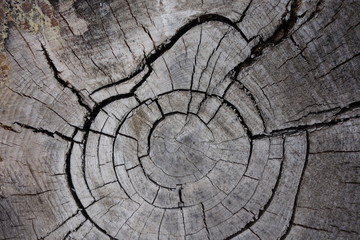 Querschnitt von einem abgesägten Baumstamm