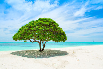 Beautiful landscape with tropical tree