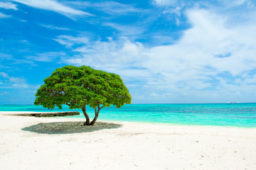 Beautiful landscape with tropical tree