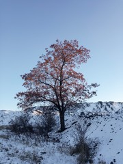 tree with red dry leaves in winter