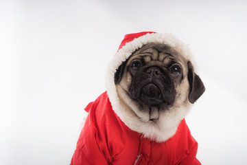 The puppy of a pug, on an orange background. Dog in white jumpsuit