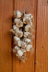 Garlic bunch: Garlic was ready to use in a group of bunch