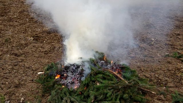 Fresh branches of the spruce tree  not burn because they are not dried.
