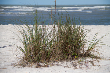 Patch of grass on a beach in Florida