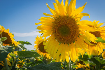Sunflower field in Wisconsin