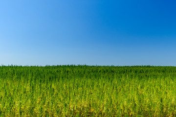 Field of the medical cannabis plant on summer