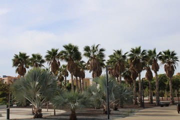 Fototapeta na wymiar Different types of palm trees
