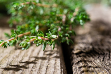 creeping thyme spice fresh leaves on old wooden table