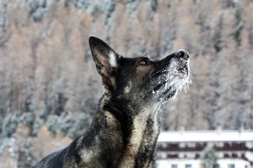 schäferhund im schnee