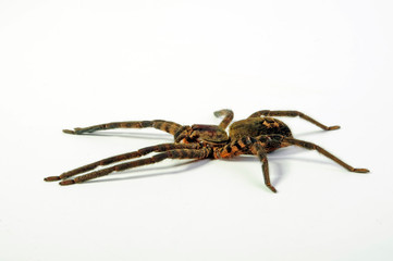 tropische Jagdspinne / Weibchen (Cupiennius salei) - tiger wandering spider