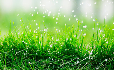 natural background of green fresh grass covered with water droplets during rain in spring garden