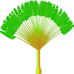 ravenala palm leaves on white background