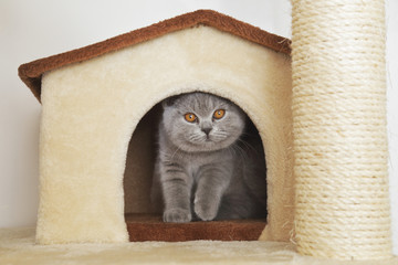 Jeune Chaton Race British Shorthair Yeux Jaune Orange Se Cachant Dans Une Caisse En Carton Wall Mural Mariesacha Jeune Chaton Race British Shorthair Yeux Jaune Orange Se Cachant Dans Une Caisse En Carton Wall Mural Mariesacha