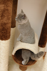 jeune chaton race british shorthair yeux jaune orange jouant dans un arbre à chat  
