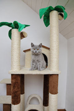jeune chaton race british shorthair yeux jaune orange jouant dans un arbre à chat  