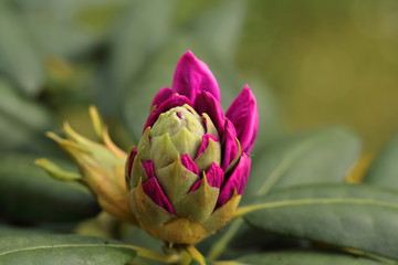 Rhododendron blooms in May in Southern Europe