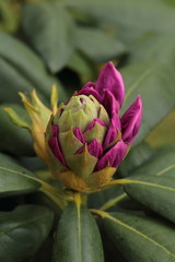 Rhododendron and the birth of its flowers
