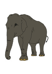 The elephant on the isolated background