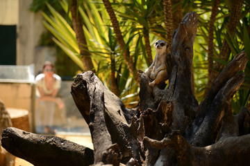 meerkat sitting on a branch in a funny pose, zoo