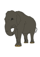 The elephant on the isolated background