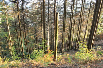 Obraz premium Czech Republic, Germany, National Park Czech Switzerland, 2018: Sandstone mountains covered with mixed and coniferous forest.