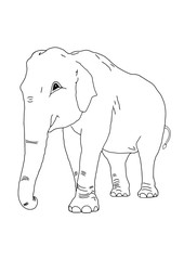 The elephant on the isolated background