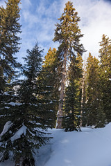 Panoramic view of the snow-covered Alps in winter, in the canton of Graubünden in Switzerland.