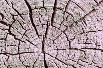 The old wood texture with natural patterns. Cross-section of the old tree. Abstract background of an old wooden wall with a bright texture. paint watercolor pastel