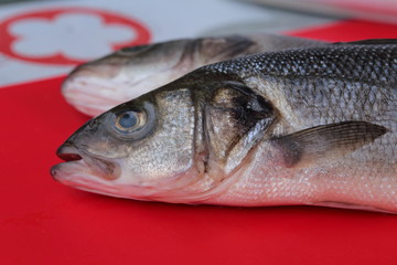 Sea bass fish face