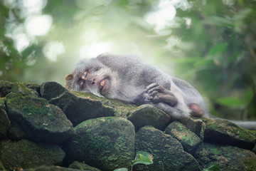 Monkey sleeping on stones, Ubud, Bali (Indonesia)