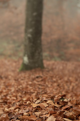 Foilage on the ground