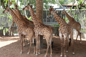 Naklejka na ściany i meble Giraffes in zoological garden
