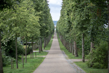 Fototapeta na wymiar Tree alley at Fredensborg Palace, Denmark