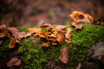 Mushrooms on a tree trunk