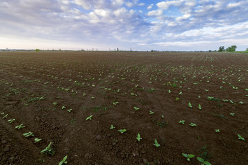 the seeds of the future harvest / farm field the night sky beautiful clouds