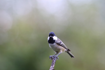 Little coal Tit, sitting on a branch. Clutching this branch of large claws ....