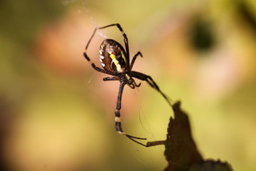 The Spider, who weaves the network, on a blurry background of uncertain color.