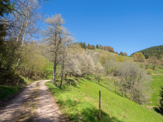 Fototapeta na wymiar Paysage de Forêt-Noire dans le Bade-Wurtemberg en Allemagne. Sentier forestier et chemin de randonnée autour du village de Fröhnd