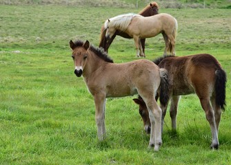 Obraz premium Icelandic horses, a foal in the center.