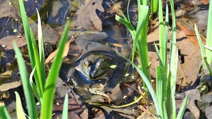 frog in grass,water,green, nature, pond, amphibian