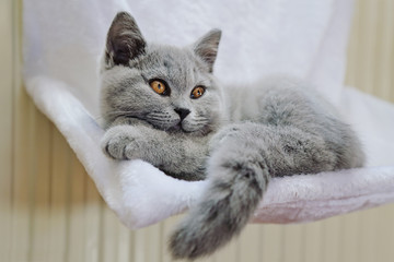 jeune chaton race british shorthair yeux jaune orange dans hamac suspendu à un radiateur 