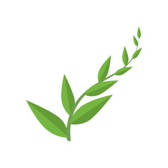 bamboo branch with leafs