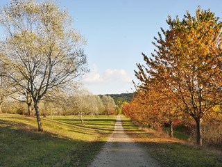 automne parc