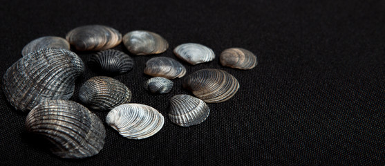 Set of sea shells on a black background, place for text