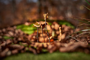 Abstract autumn composition, nature