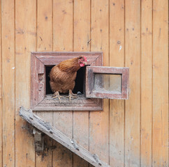 chicken comes out of the chicken coop