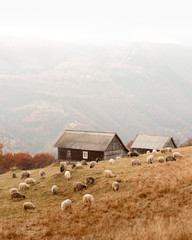 Herd of sheeps near wooden house in foggy autumn mountains. Carpathians, Ukraine, Europe. Landscape...