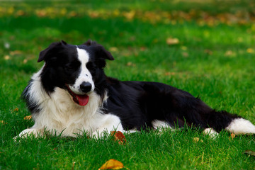 Dog breed Border Collie