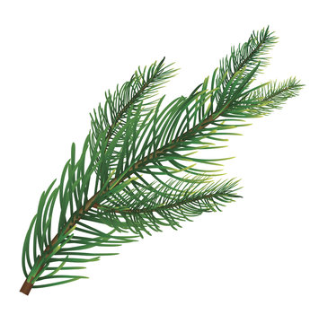 Branch of pine. Vector illustration