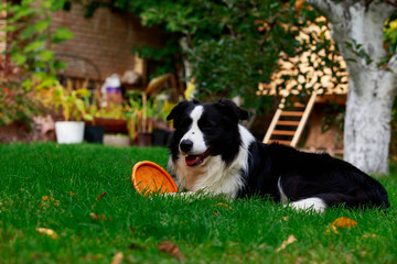 Dog breed Border Collie